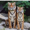 Majestic tigers sitting side by side on a rock  screen for extension Chrome web store in OffiDocs Chromium