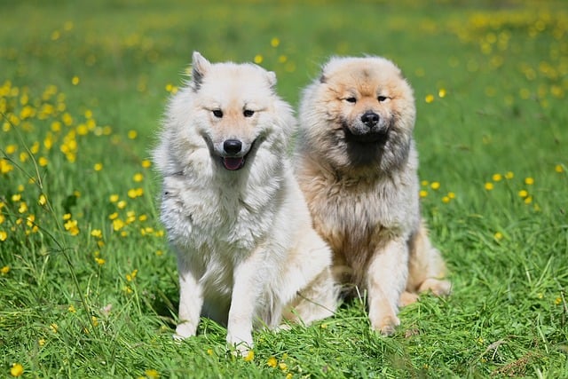 Free download male eurasier olaf and vadaboom dog free picture to be edited with GIMP free online image editor