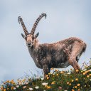 Male goat  screen for extension Chrome web store in OffiDocs Chromium