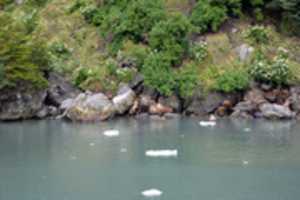 Free download Male sea lions sunbathing free photo or picture to be edited with GIMP online image editor