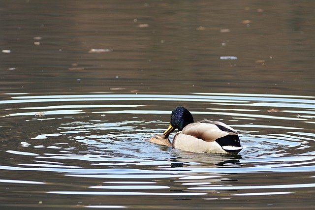 Free download mallards pairing waterfowl animal free picture to be edited with GIMP free online image editor
