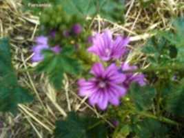 ดาวน์โหลดรูปภาพหรือรูปภาพ Malva Flowerr ฟรีเพื่อแก้ไขด้วยโปรแกรมแก้ไขรูปภาพออนไลน์ GIMP