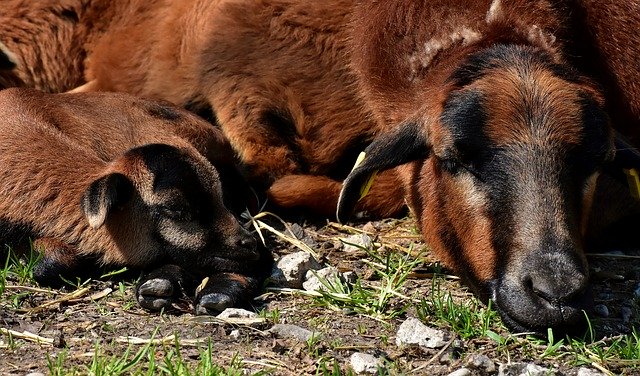 Free download mama young sleep sheep newborn free picture to be edited with GIMP free online image editor