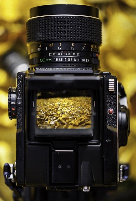 Free download mamiya medium format season branch free picture to be edited with GIMP free online image editor