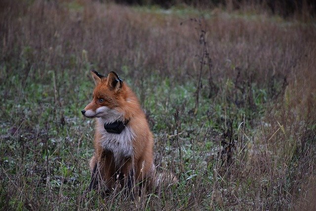 Free download mammal animal life outside animals free picture to be edited with GIMP free online image editor