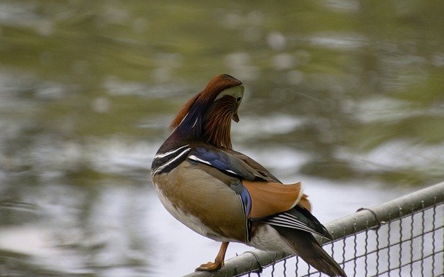 Free download mandarin duck duck bird water bird free picture to be edited with GIMP free online image editor