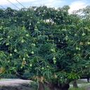 mango tree wallpaper  screen for extension Chrome web store in OffiDocs Chromium