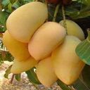 mango wallpaper  screen for extension Chrome web store in OffiDocs Chromium