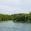 mangrove forest  screen for extension Chrome web store in OffiDocs Chromium