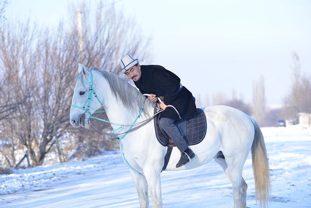 دانلود رایگان عکس حیوانی دوستان اسب سواری انسان برای ویرایش با ویرایشگر تصویر آنلاین رایگان GIMP