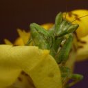 Mantis hidden warrior  screen for extension Chrome web store in OffiDocs Chromium