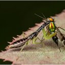 Mantis kills prey  screen for extension Chrome web store in OffiDocs Chromium