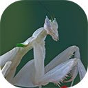 mantis orchid flower beautiful mantis flower  screen for extension Chrome web store in OffiDocs Chromium