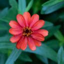 Many petaled orange red flower  screen for extension Chrome web store in OffiDocs Chromium