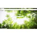 maple  screen for extension Chrome web store in OffiDocs Chromium