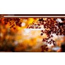 Free download Maple Autumn Leaves -  free photo or picture to be edited with GIMP online image editor