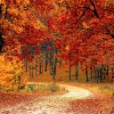 Maple forest  screen for extension Chrome web store in OffiDocs Chromium