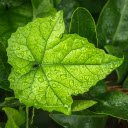Maple Leaf After Rain Theme  screen for extension Chrome web store in OffiDocs Chromium