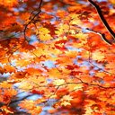 Maple leaf wallpaper  screen for extension Chrome web store in OffiDocs Chromium