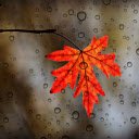 Maple leaves  screen for extension Chrome web store in OffiDocs Chromium