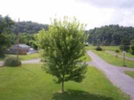 Free download Maple Tree free photo or picture to be edited with GIMP online image editor