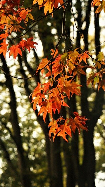قم بتنزيل صورة مجانية لشجرة القيقب وأوراق القيقب وأوراق الشجر لتحريرها باستخدام محرر الصور المجاني عبر الإنترنت GIMP