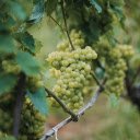 Marble Vineyard  screen for extension Chrome web store in OffiDocs Chromium