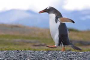 Free download Marching Gentoo Penguin free photo or picture to be edited with GIMP online image editor