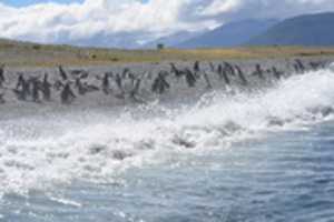 Free download Margellanic Penguins on Martillo Island free photo or picture to be edited with GIMP online image editor