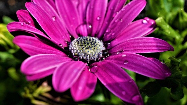 Unduh gratis gambar bunga marguerite mekar mekar gratis untuk diedit dengan editor gambar online gratis GIMP