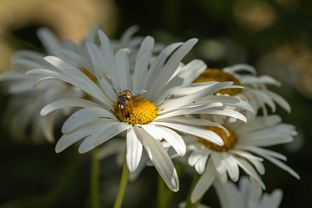 김프 무료 온라인 이미지 편집기로 편집할 마거리트 꽃 곤충 무료 사진 무료 다운로드