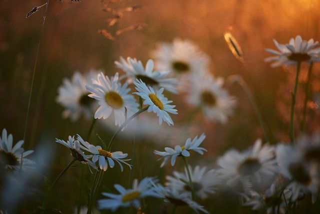 Free download marguerite flowers meadow daisy free picture to be edited with GIMP free online image editor