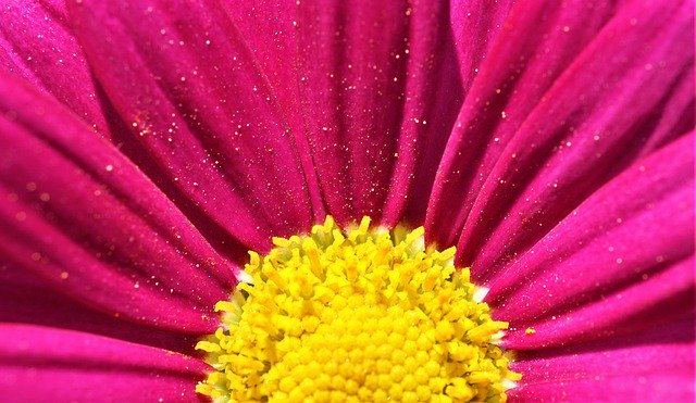Descargue gratis la imagen gratuita de macro de margarita rosa amarilla para editar con el editor de imágenes en línea gratuito GIMP