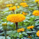 Marigold flowers wallpaper  screen for extension Chrome web store in OffiDocs Chromium