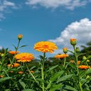Marigold flower wallpaper  screen for extension Chrome web store in OffiDocs Chromium
