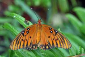 Free download Mariposa Espejito free photo or picture to be edited with GIMP online image editor