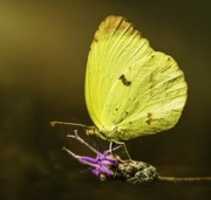 Free download Mariposa Limoncito free photo or picture to be edited with GIMP online image editor