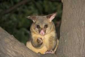Free download Marsupials free photo or picture to be edited with GIMP online image editor