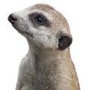 Maravillosa pantalla Manouvering Meerkat para la extensión Chrome web store en OffiDocs Chromium