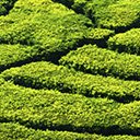 Matcha Green Tea Recipes  screen for extension Chrome web store in OffiDocs Chromium