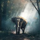 Matone the elephant patiently waiting at the forests edge  screen for extension Chrome web store in OffiDocs Chromium