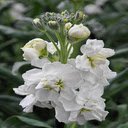 Matthiola incana flower wallpaper  screen for extension Chrome web store in OffiDocs Chromium