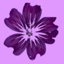 Mauve Plugin Validator  screen for extension Chrome web store in OffiDocs Chromium