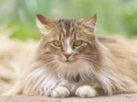 Free download maxs cat picture free photo or picture to be edited with GIMP online image editor