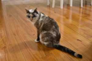 Безкоштовно завантажте кіт Мейбеллін (2) безкоштовну фотографію чи зображення для редагування за допомогою онлайн-редактора зображень GIMP