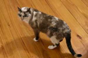 Muat turun percuma gambar atau gambar percuma Maybelline si kucing untuk diedit dengan editor imej dalam talian GIMP