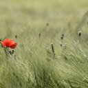 Meadow and flowers  screen for extension Chrome web store in OffiDocs Chromium