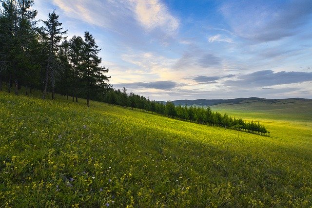 Free download meadow flowers spread free picture to be edited with GIMP free online image editor