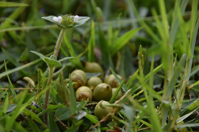 Free download meadow morgentau nature dew water free picture to be edited with GIMP free online image editor