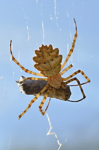 無料ダウンロードMealOf The Spider InsectArachnid無料の写真テンプレートをGIMPオンライン画像エディターで編集